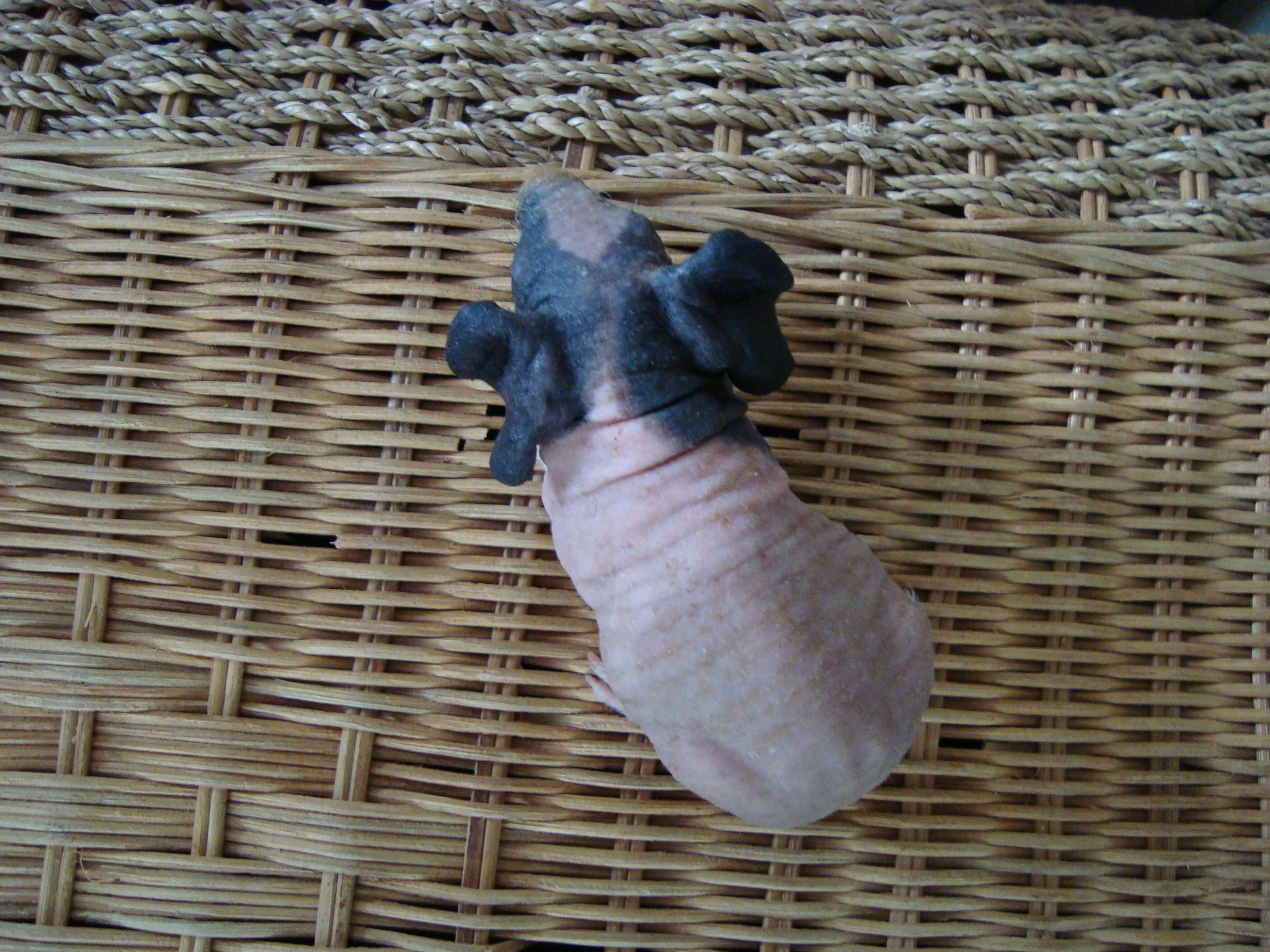 samička I foto 2