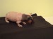 DSC02974.JPG