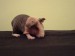 DSC02984.JPG